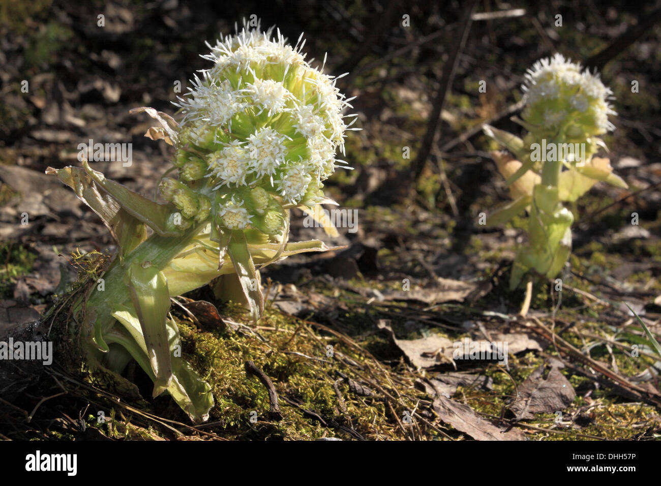 White butterbur, Petasites albus Stock Photo