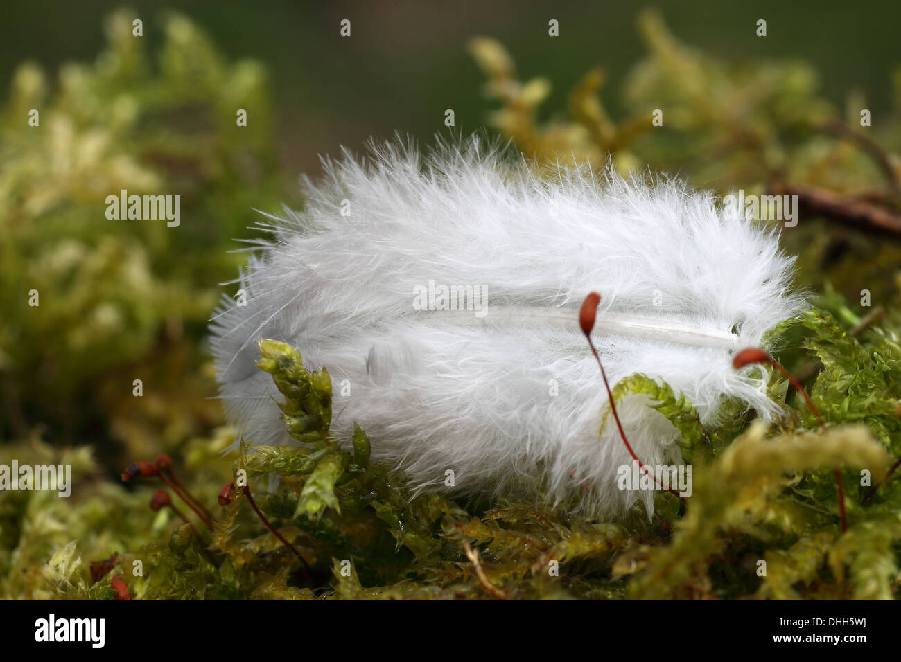 Down feather in moss pillow Stock Photo