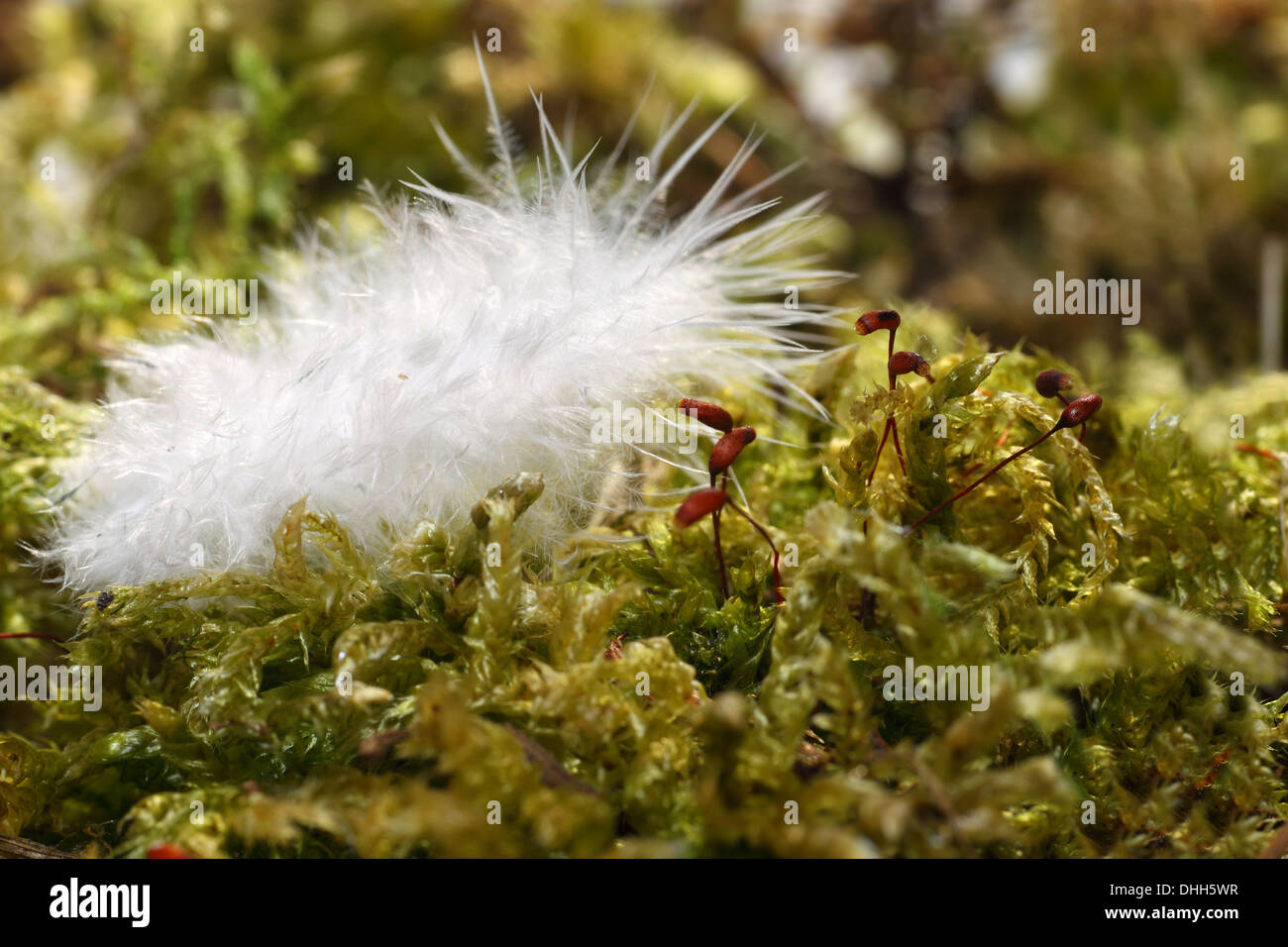 Down feather in moss pillow Stock Photo