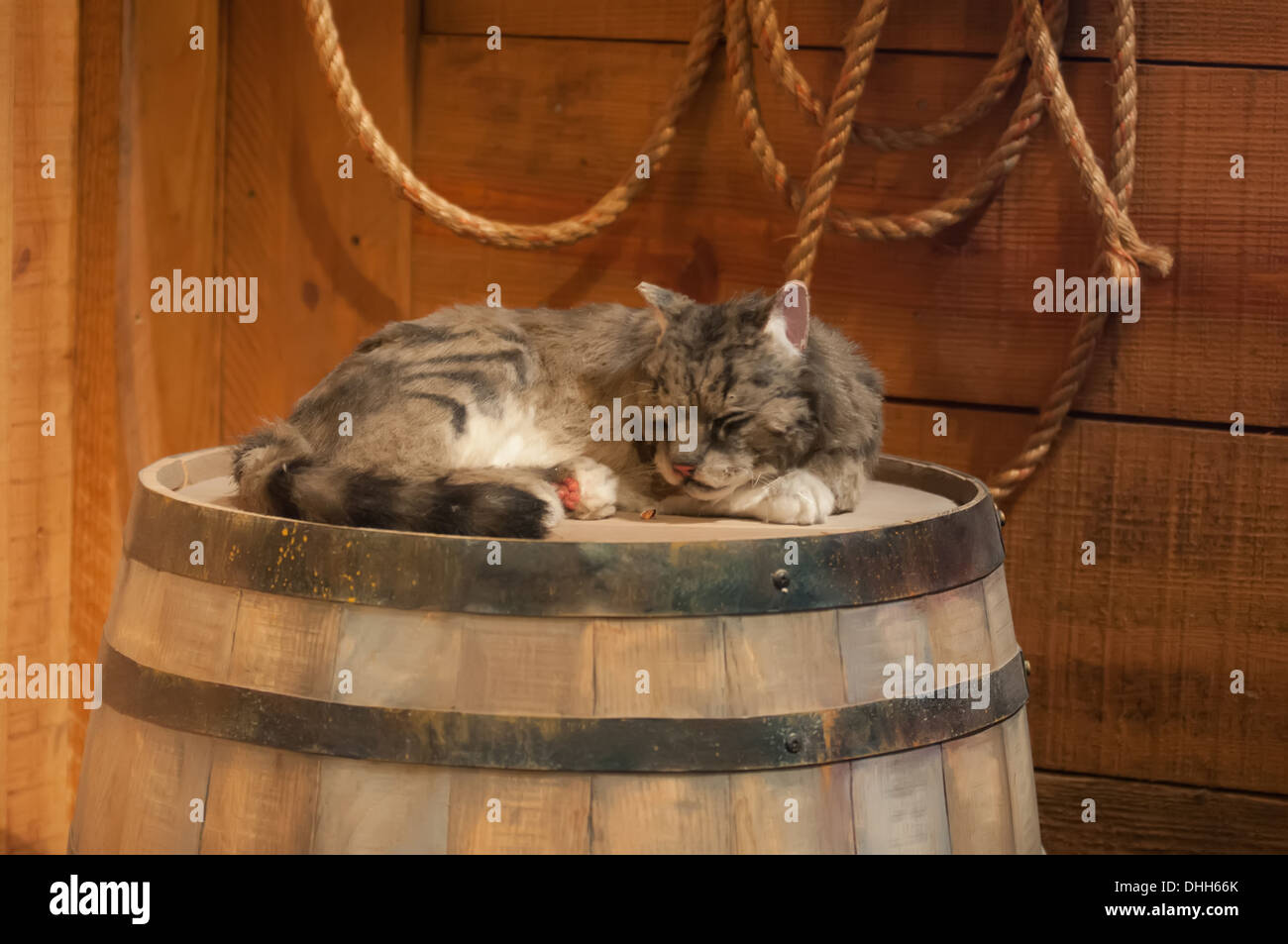Cat on barrel hi res stock photography and images Alamy