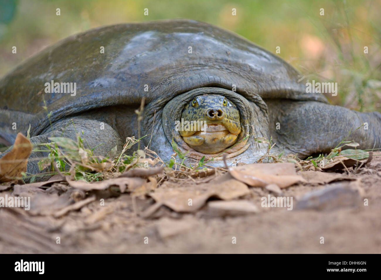 Indian softshell turtle (Nilssonia gangetica) Stock Photo