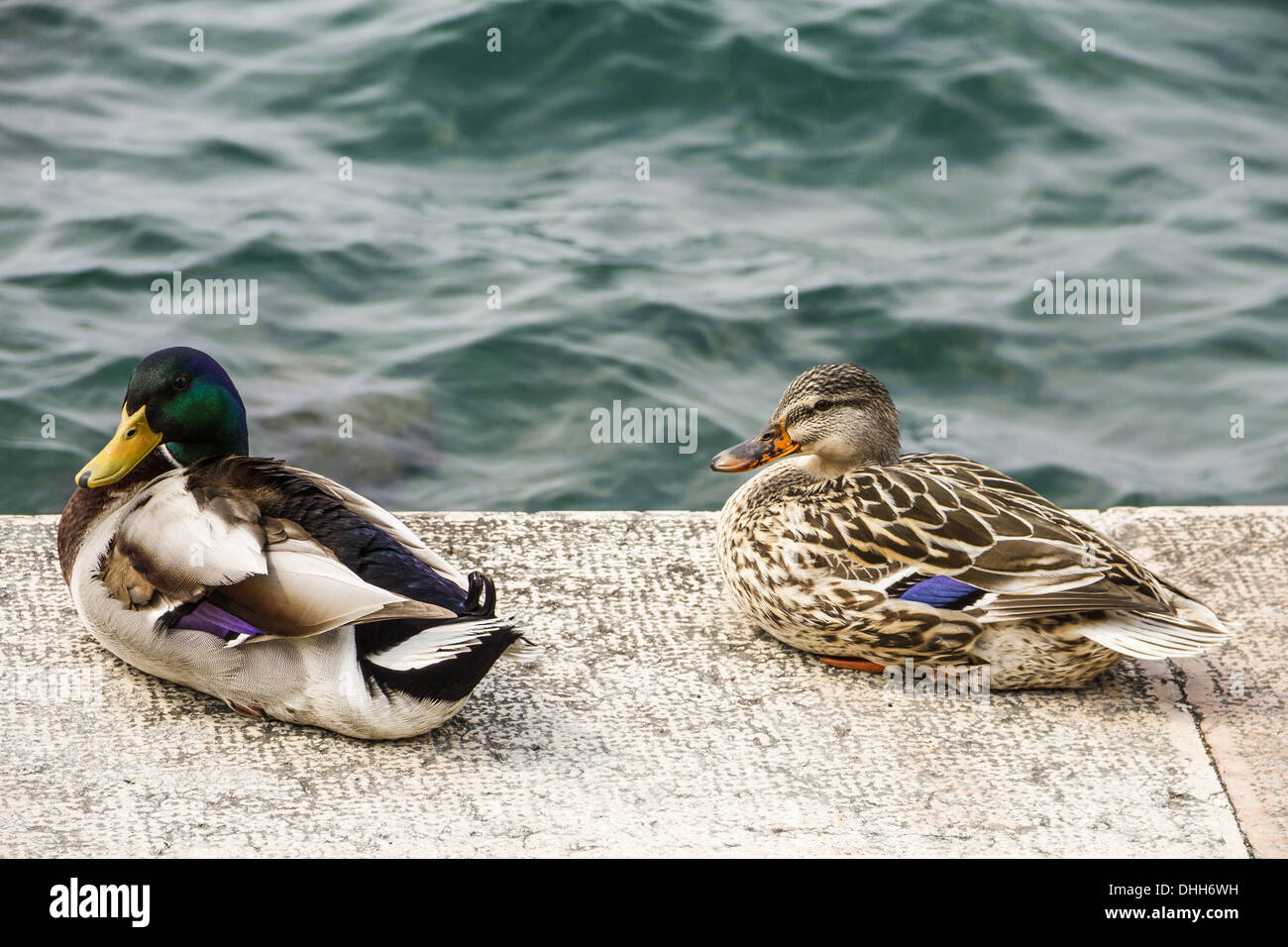pair of ducks Stock Photo