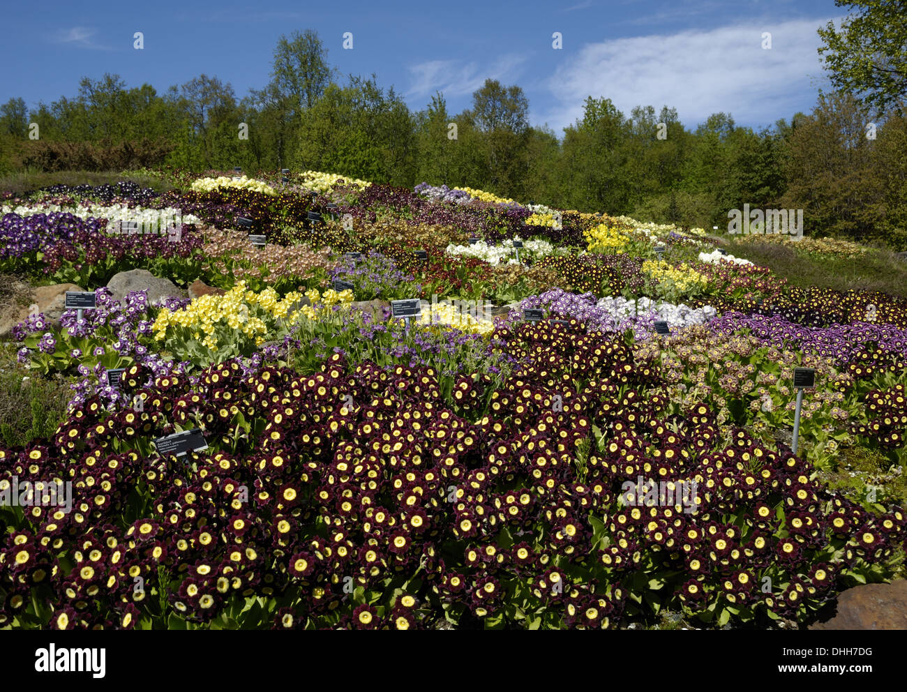 Primula x pubescens Hybrids in Tromso Stock Photo