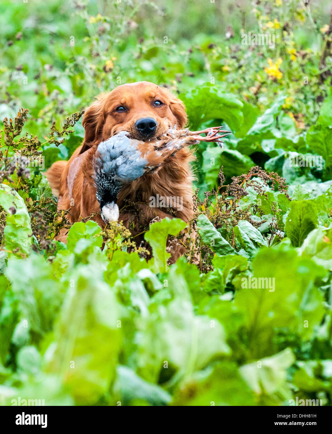 A retriever carrying a Red, or French, partridge at a gun dog training day running through a field of sugar beet Stock Photo
