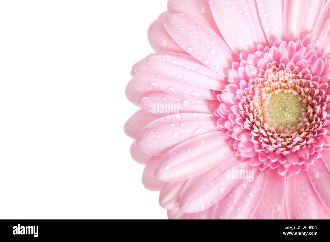 Pink Gerbera Flower isolated on white background. Stock Photo