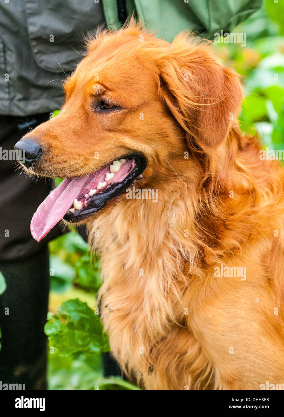 A Golden Retriever gun dog sat at a field trial training day - Portrait Stock Photo