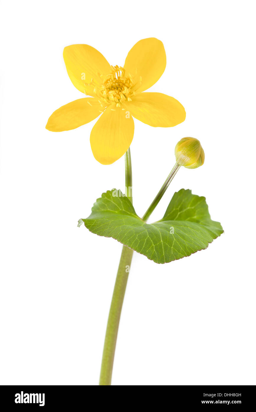Marsh Marigold flower isolated on white background with shallow depth of field Stock Photo