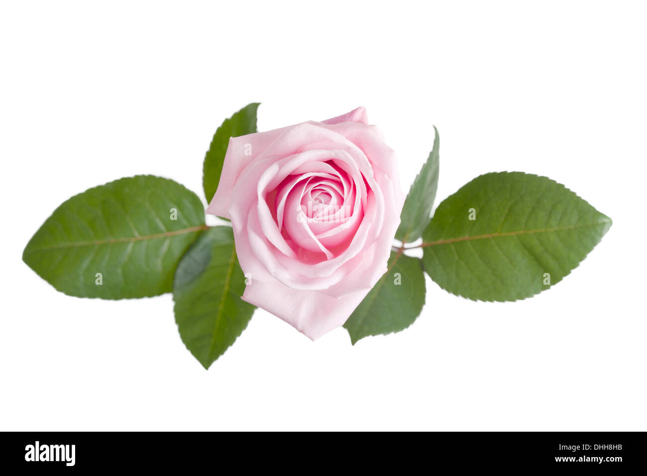 Pink Rose Flower with green leaves isolated on white background Stock ...