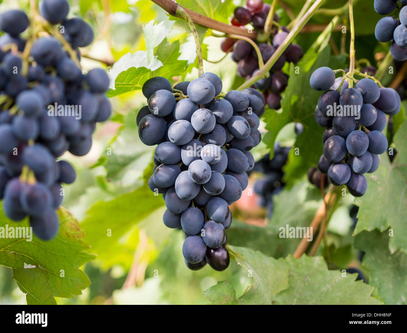 Saperavi grape, by far the most poplar wine grape in Georgia, Caucasus. Stock Photo