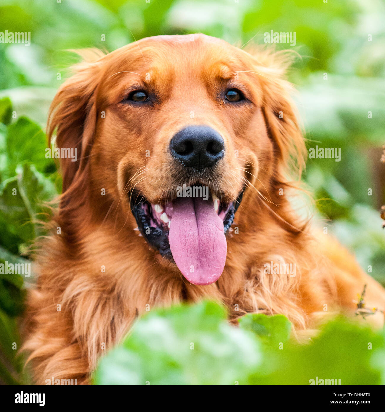 A Golden Retriever gun dog sat at a field trial training day - Portrait Stock Photo