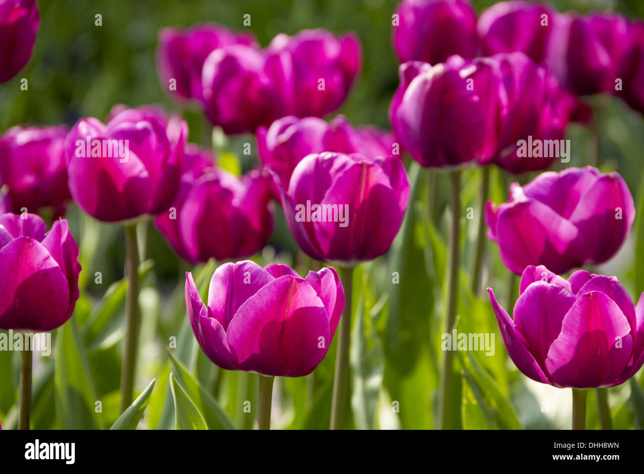 tulip bed Stock Photo