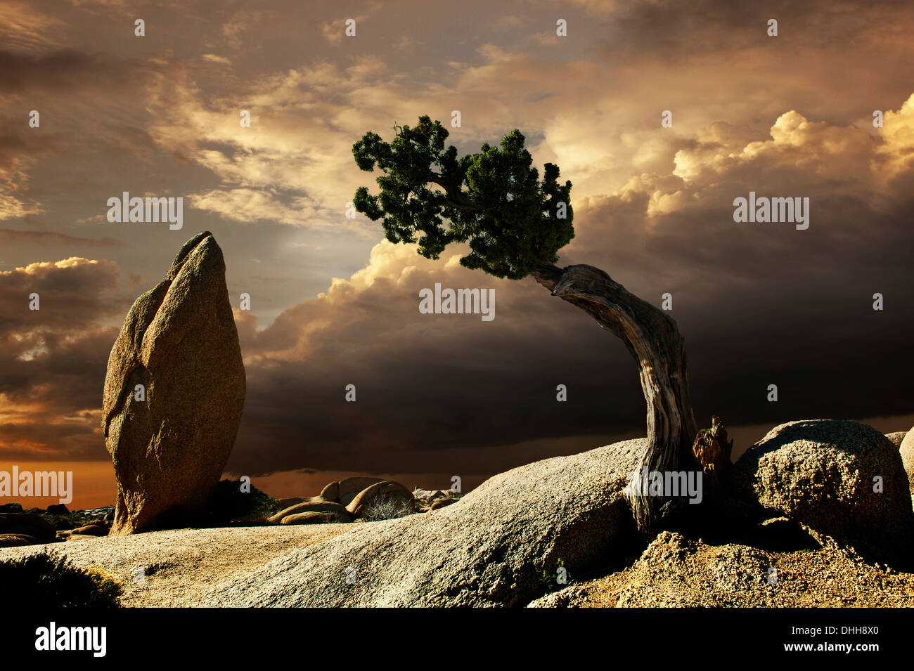 Ethereal shot of landscape, Joshua Tree, California, USA Stock Photo