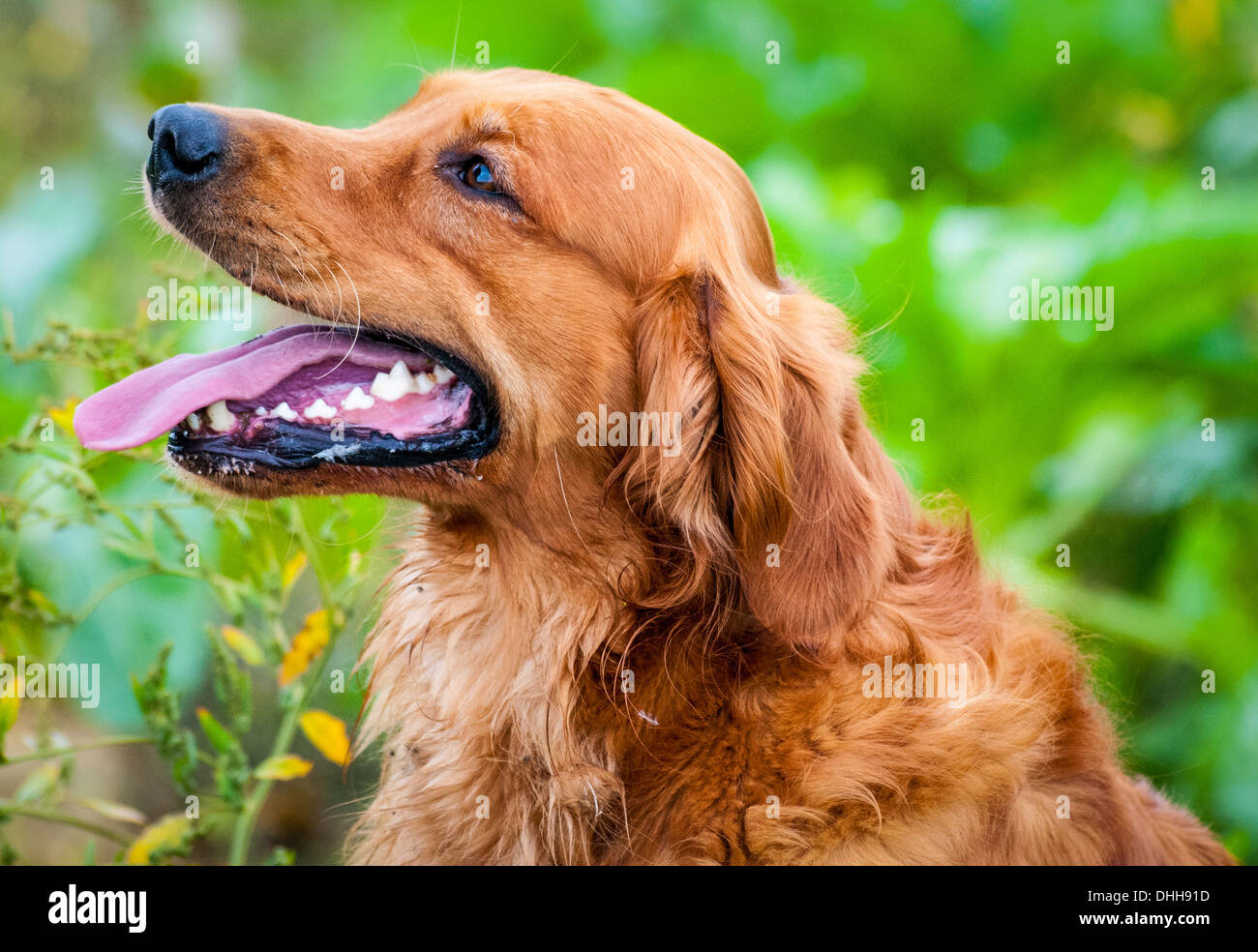 A Golden Retriever gun dog sat at a field trial training day - Portrait Stock Photo