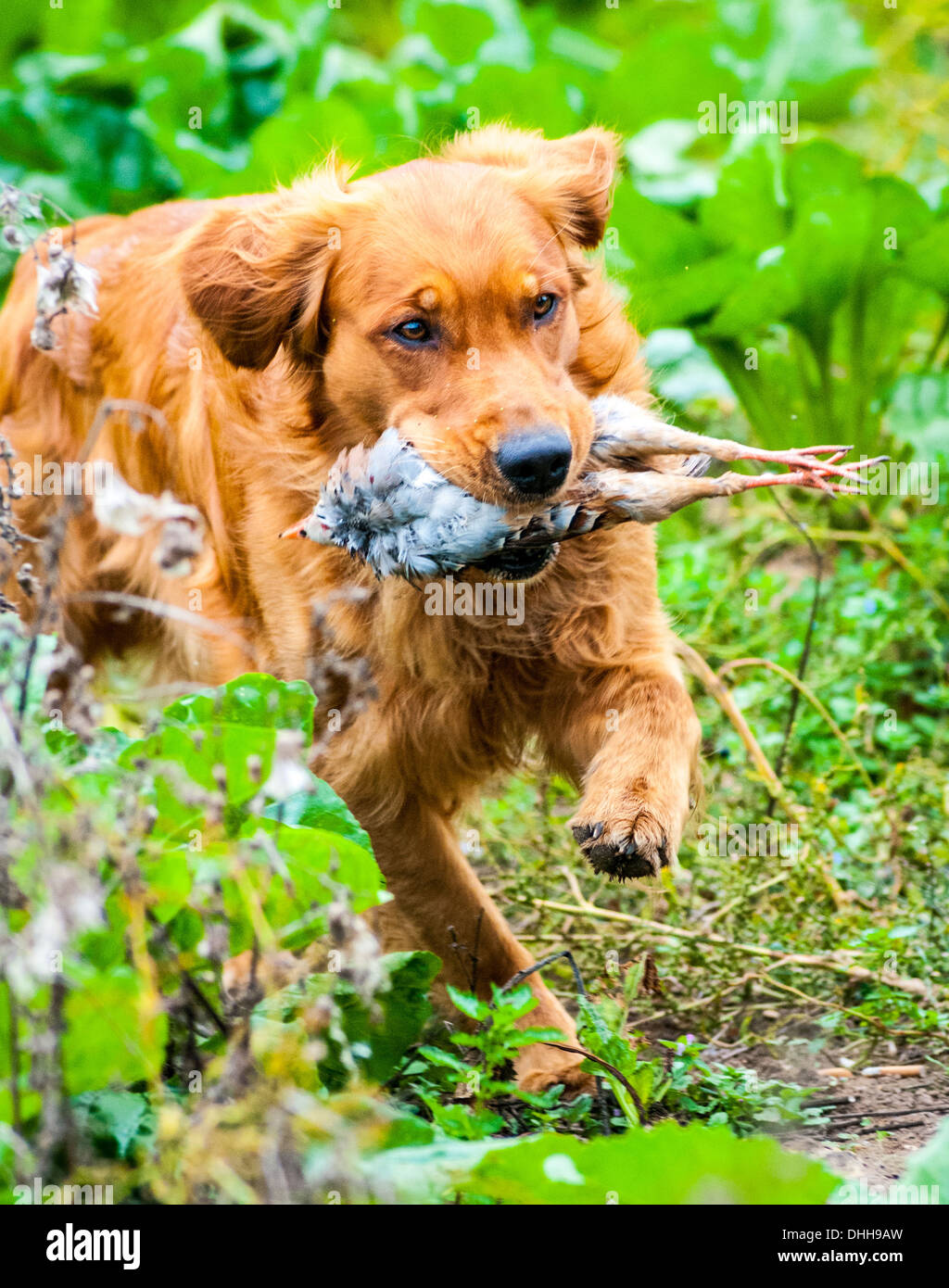A retriever carrying a Red, or French, partridge at a gun dog training day running through a field of sugar beet Stock Photo