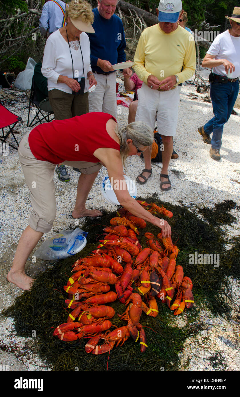 Lobster bake on beach near Rockland Maine with lobsters and tourists