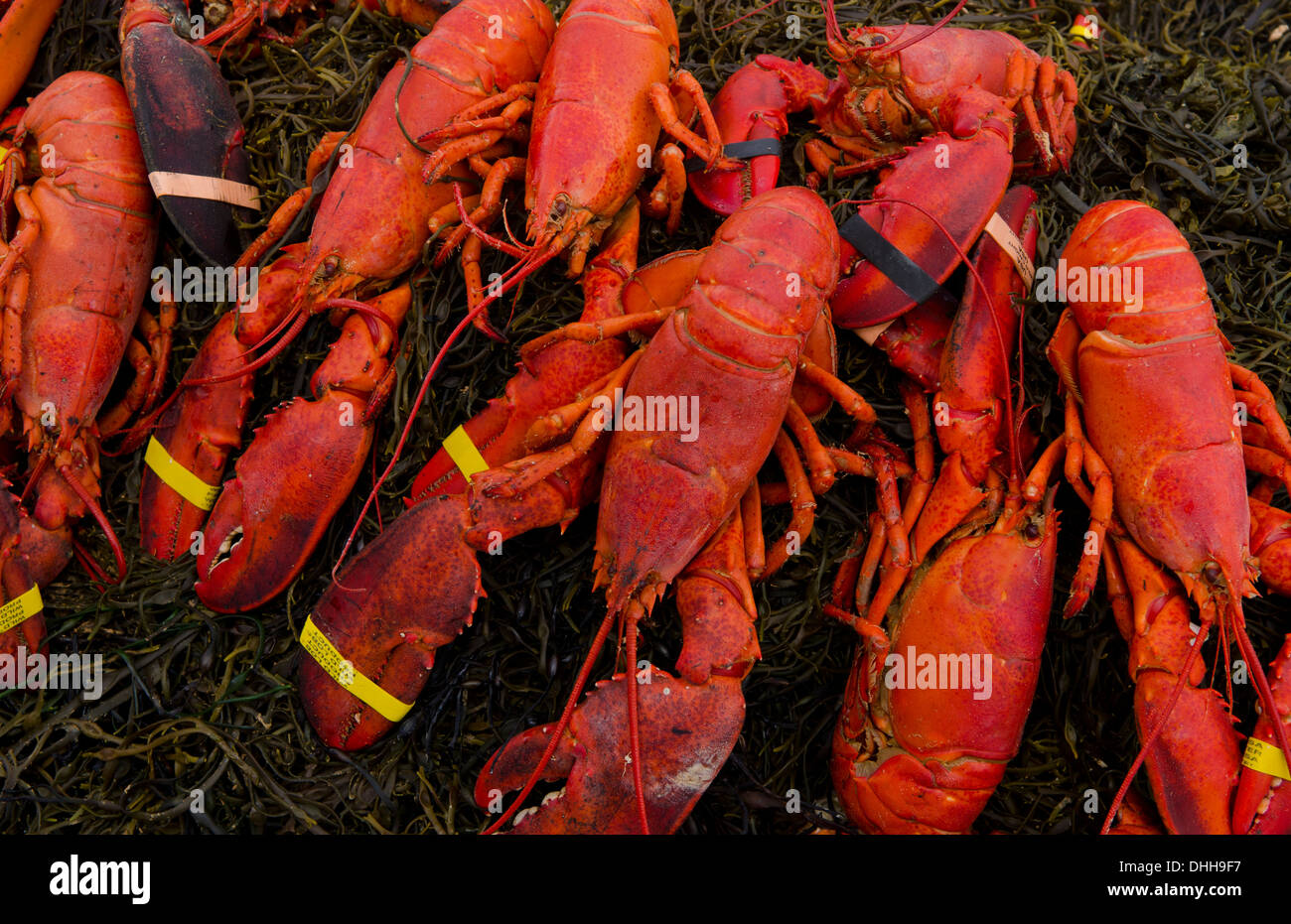 Maine lobster bake hires stock photography and images Alamy