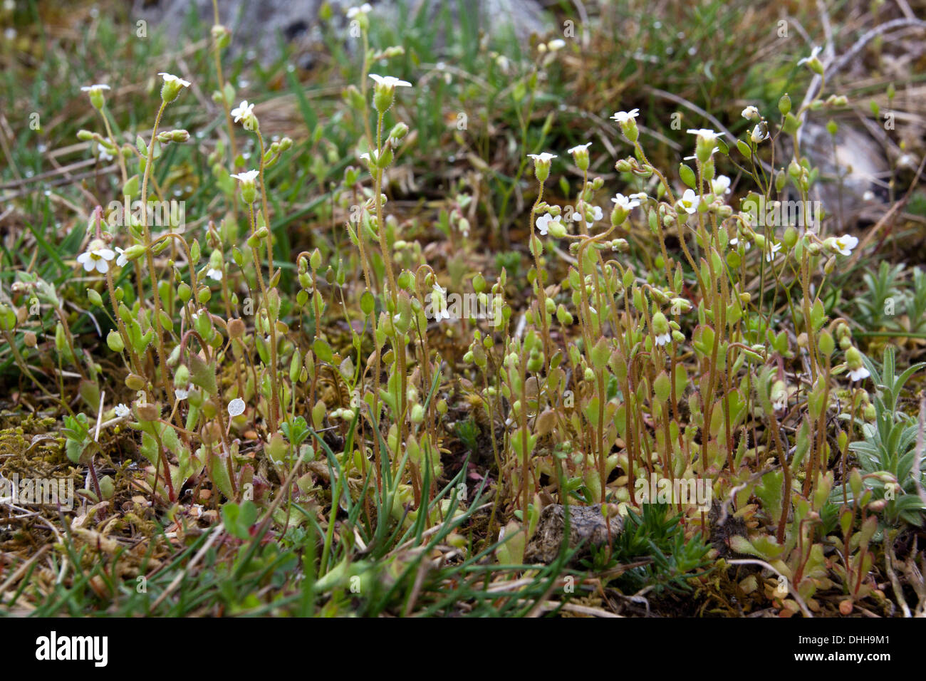 Saxifraga tridactylites, Rue-leaved saxifrage Stock Photo