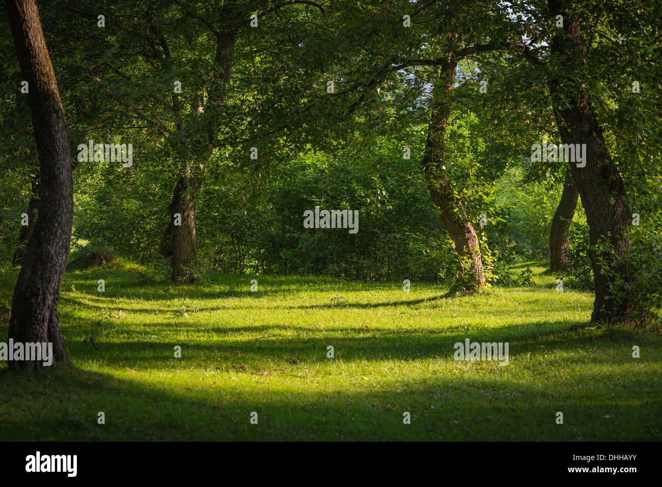 Mighty oak tree hi-res stock photography and images - Alamy