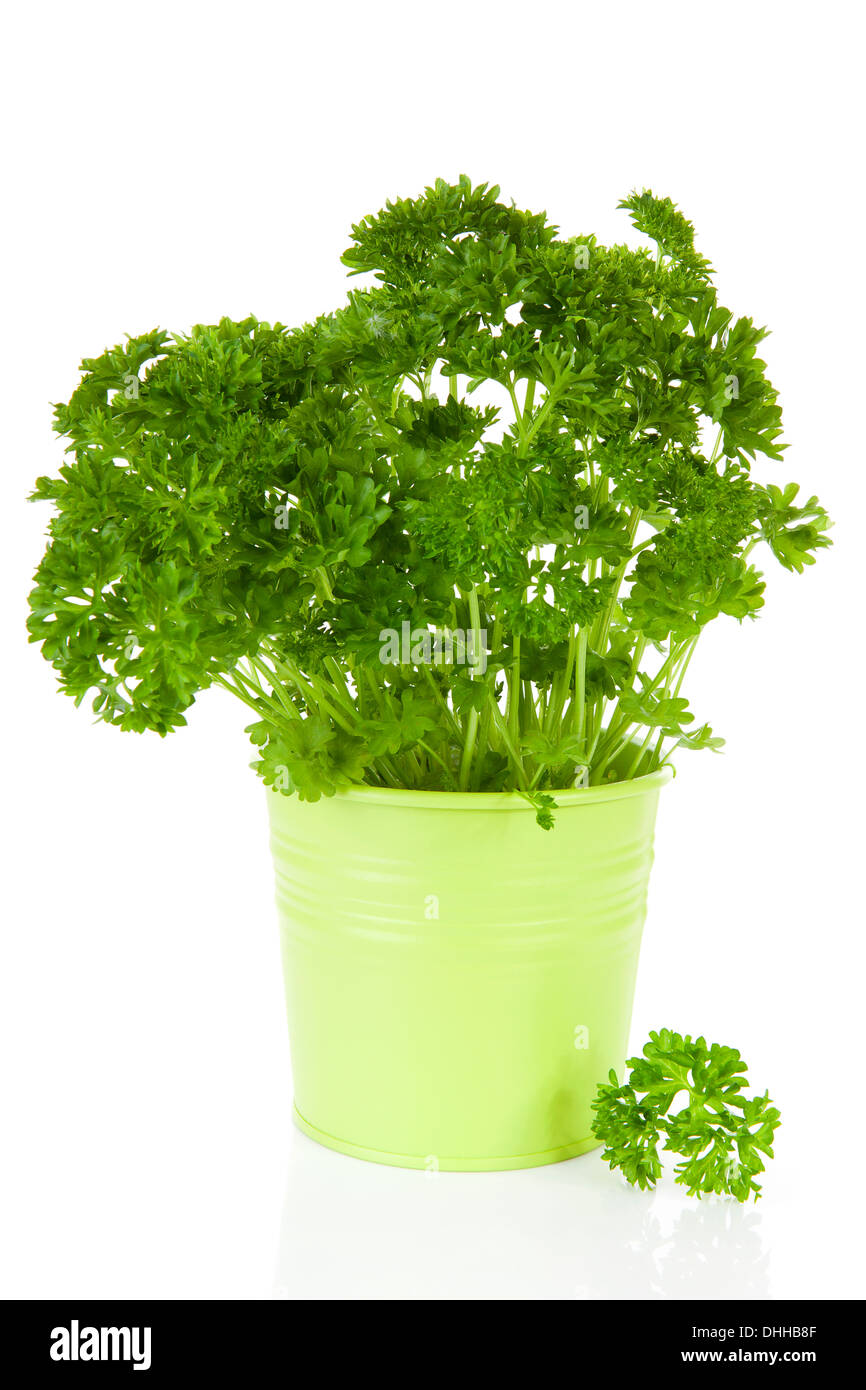 Fresh parsley plant in green pot over white background Stock Photo Alamy