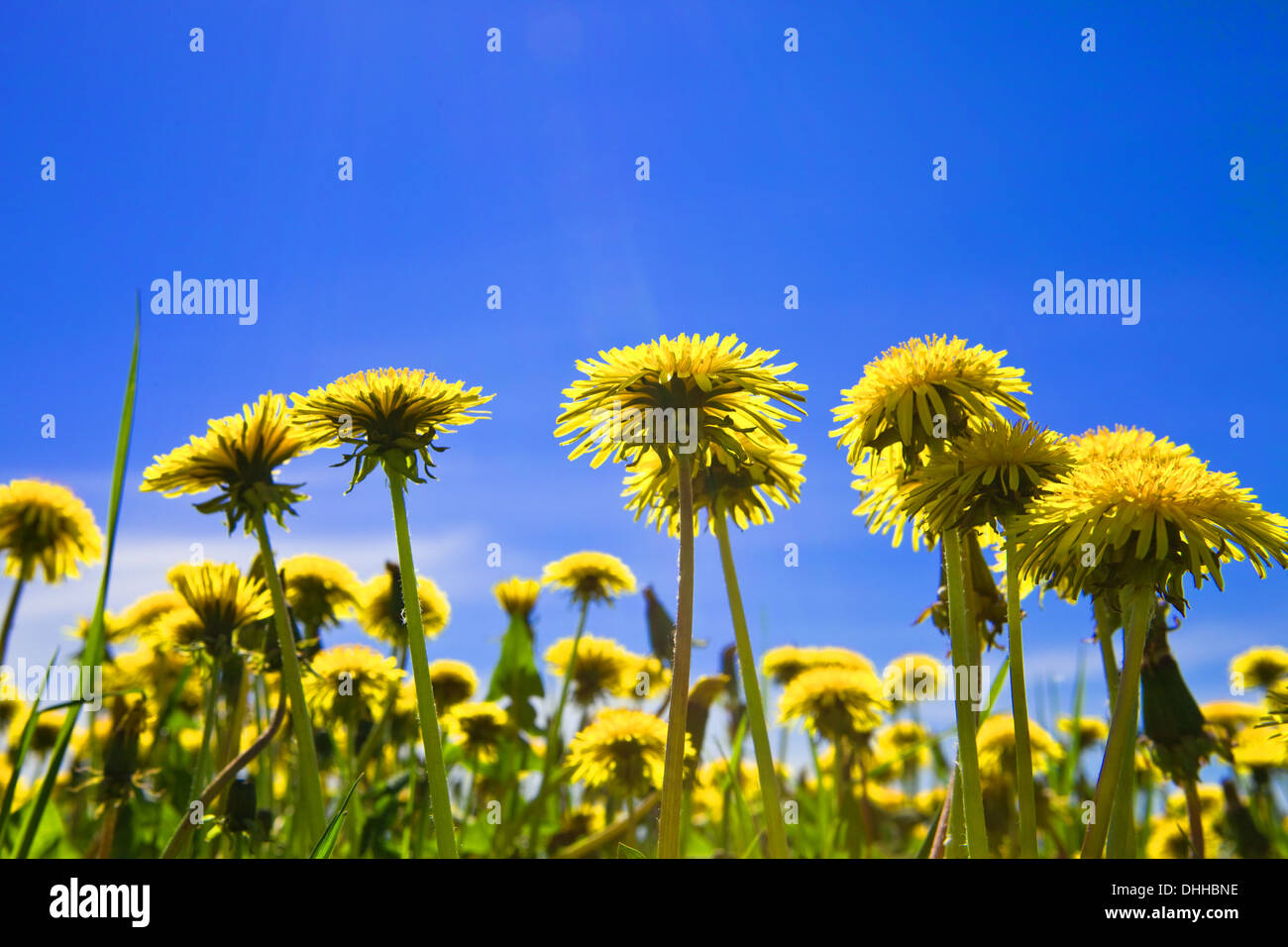 Dandelions in the sun hi-res stock photography and images - Alamy