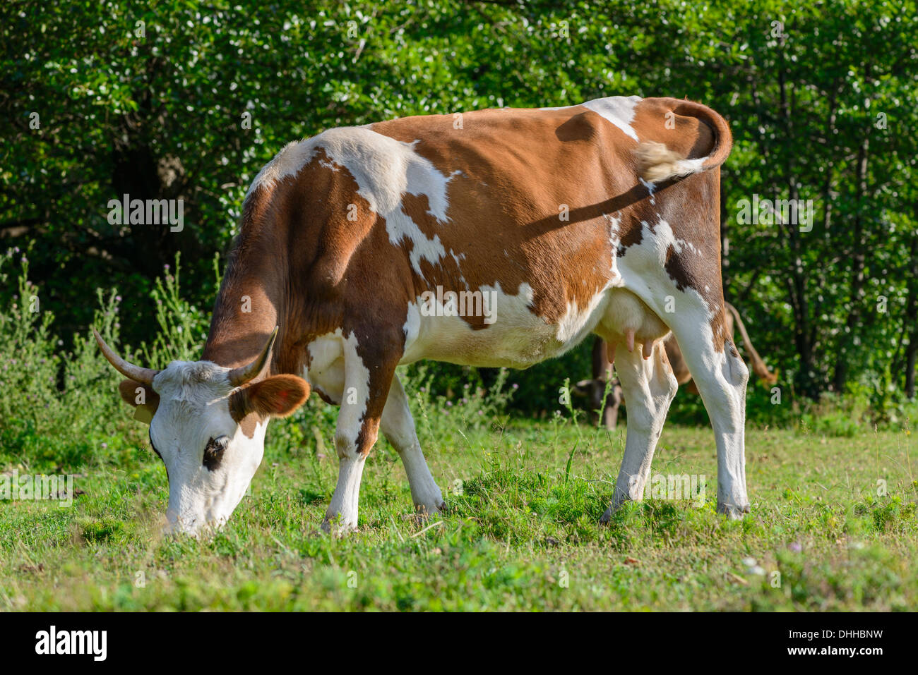 Cow Dairy Cattle Dairy Farm Cattle Holstein Cattle Grass Field Black