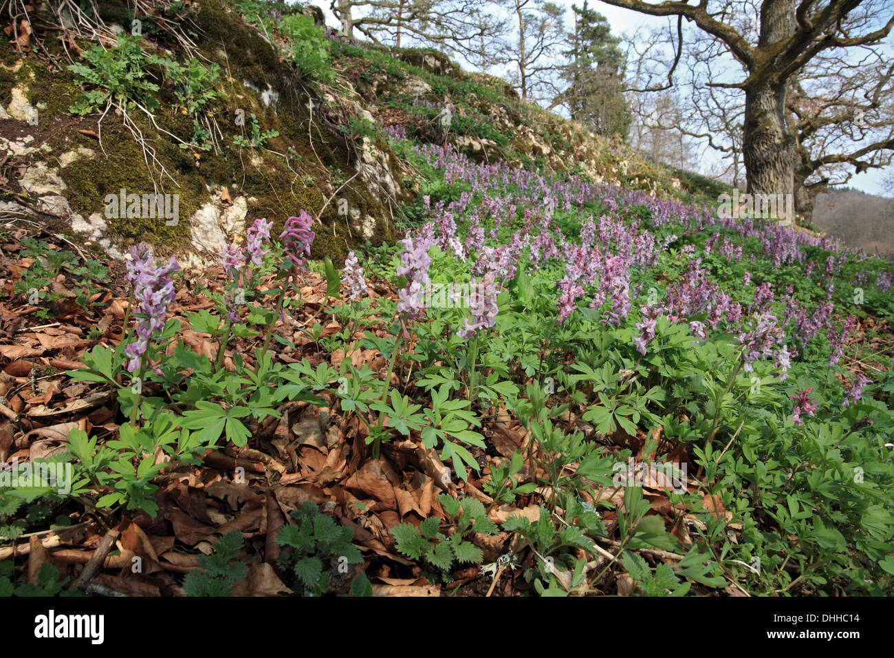 Corydalis cava, Hollowroot Stock Photo