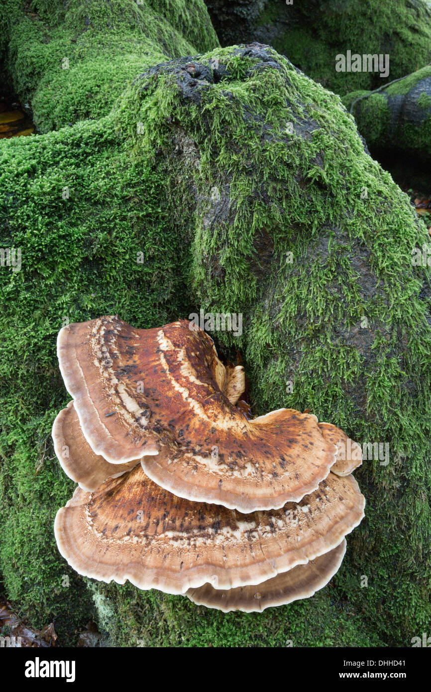 Giant Polypore growing at the base of a beech tree Stock Photo