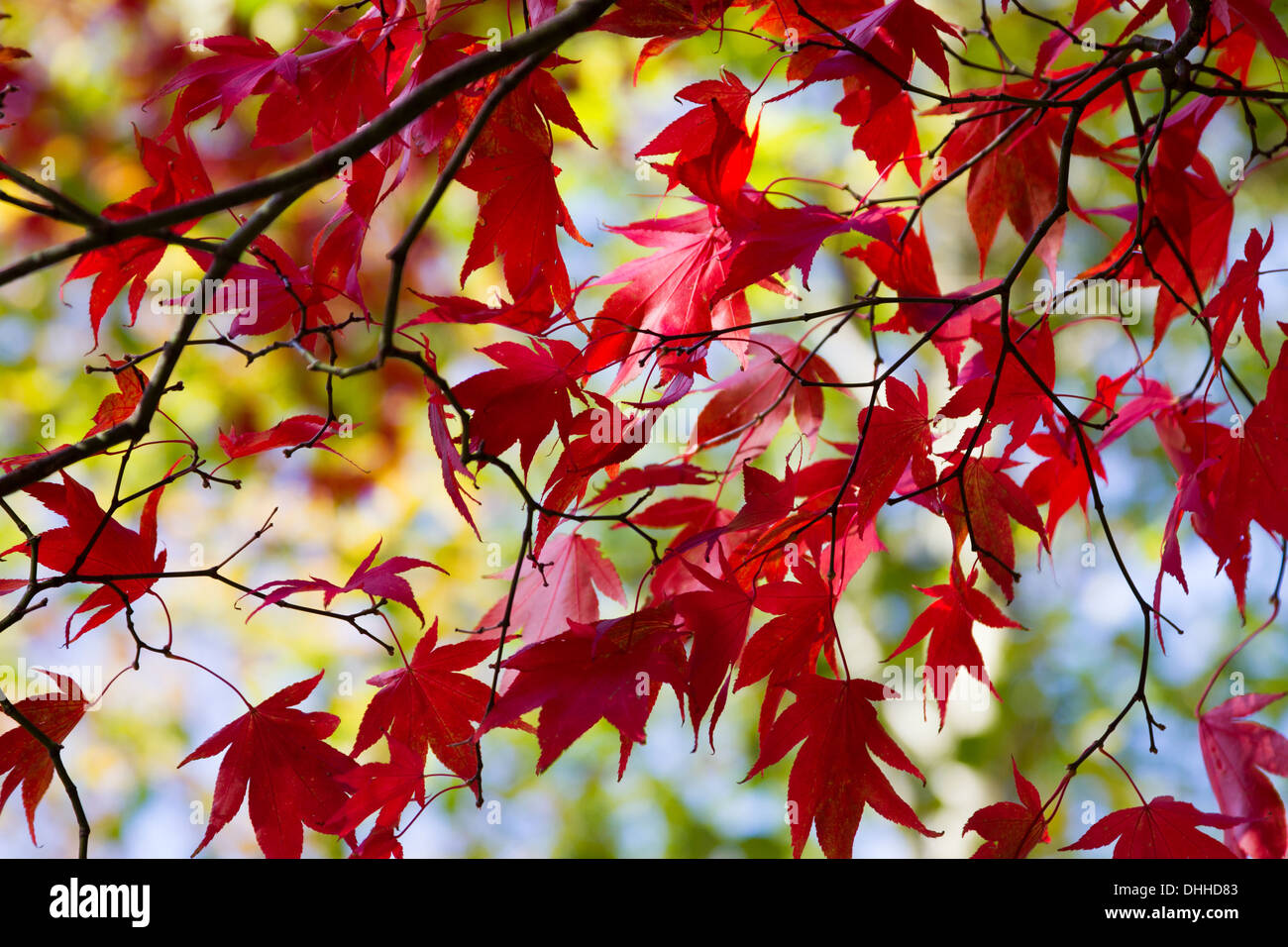 Close up of an Acer tree in autumn or fall Stock Photo