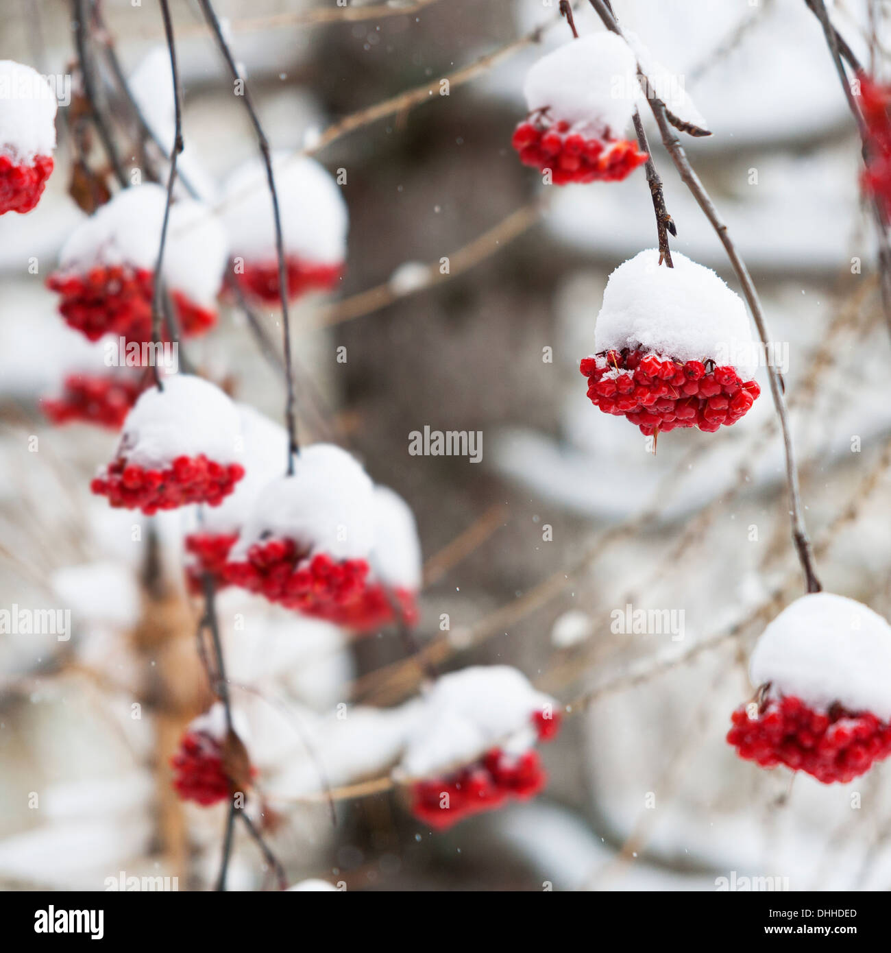 Snow covered red berries Stock Photo