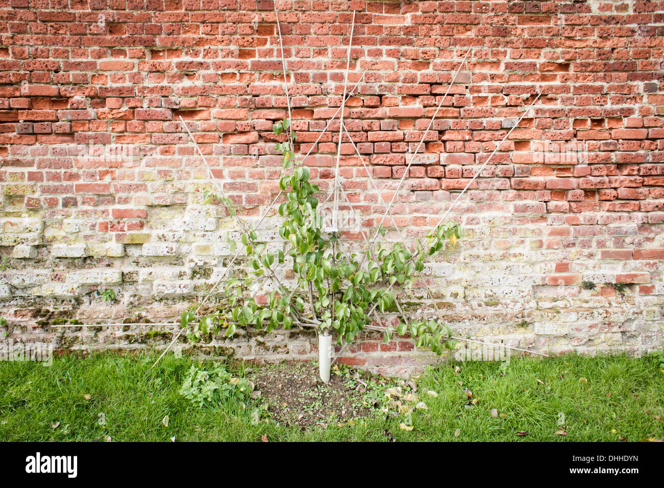 A baby pear tree growing against a red brick wall Stock Photo