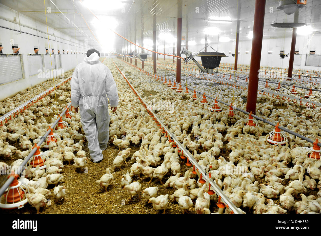 A farmer veterinary walks inside a poultry farm Stock Photo