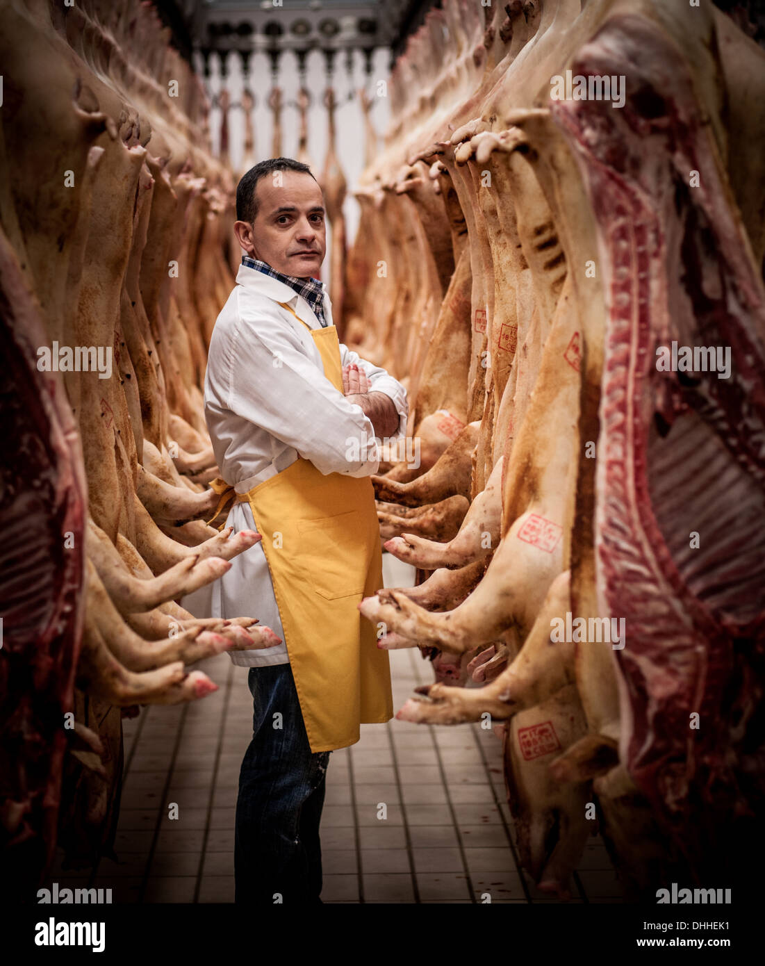 Portrait of Italian butcher surrounded by hanging pig carcasses Stock Photo