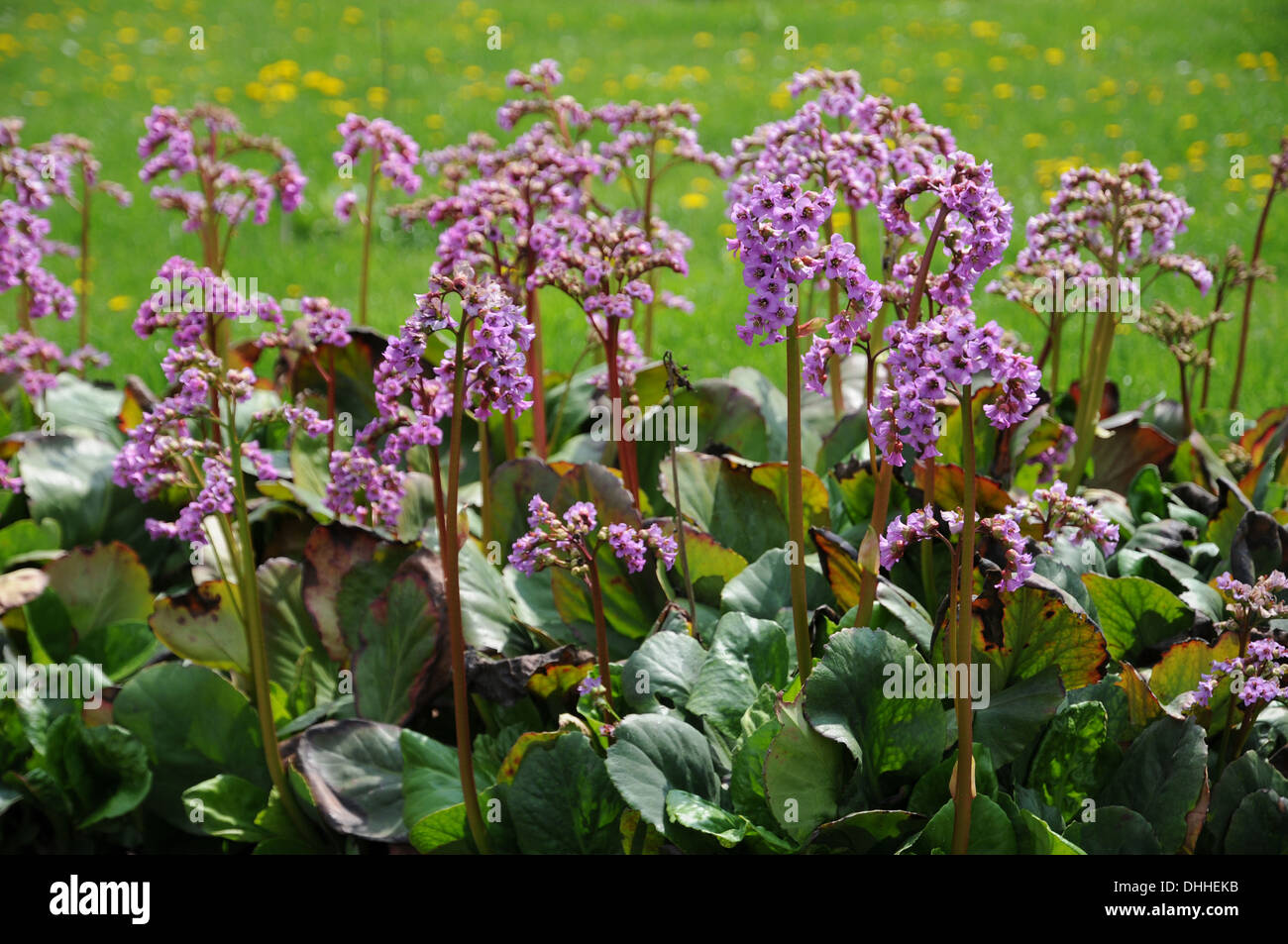 Bergenia Stock Photo