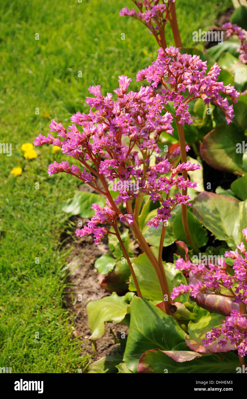 Bergenia Stock Photo