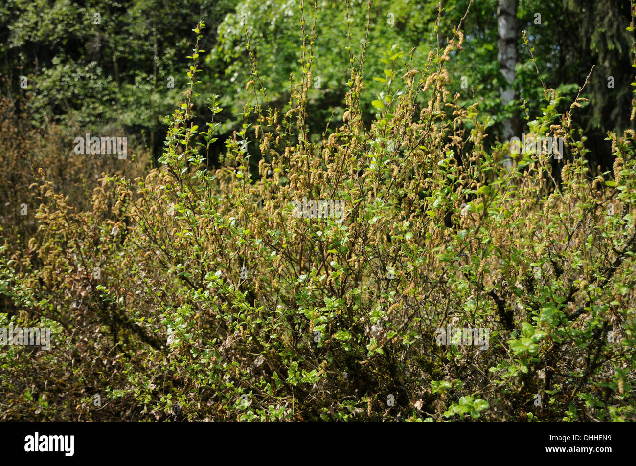 Dwarf birch Stock Photo
