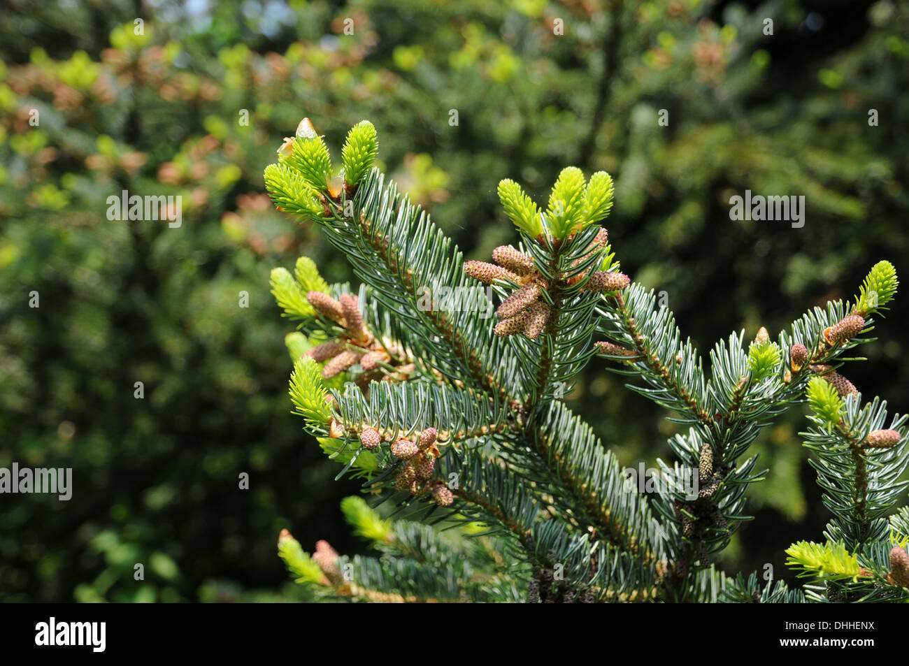 Greek fir Stock Photo