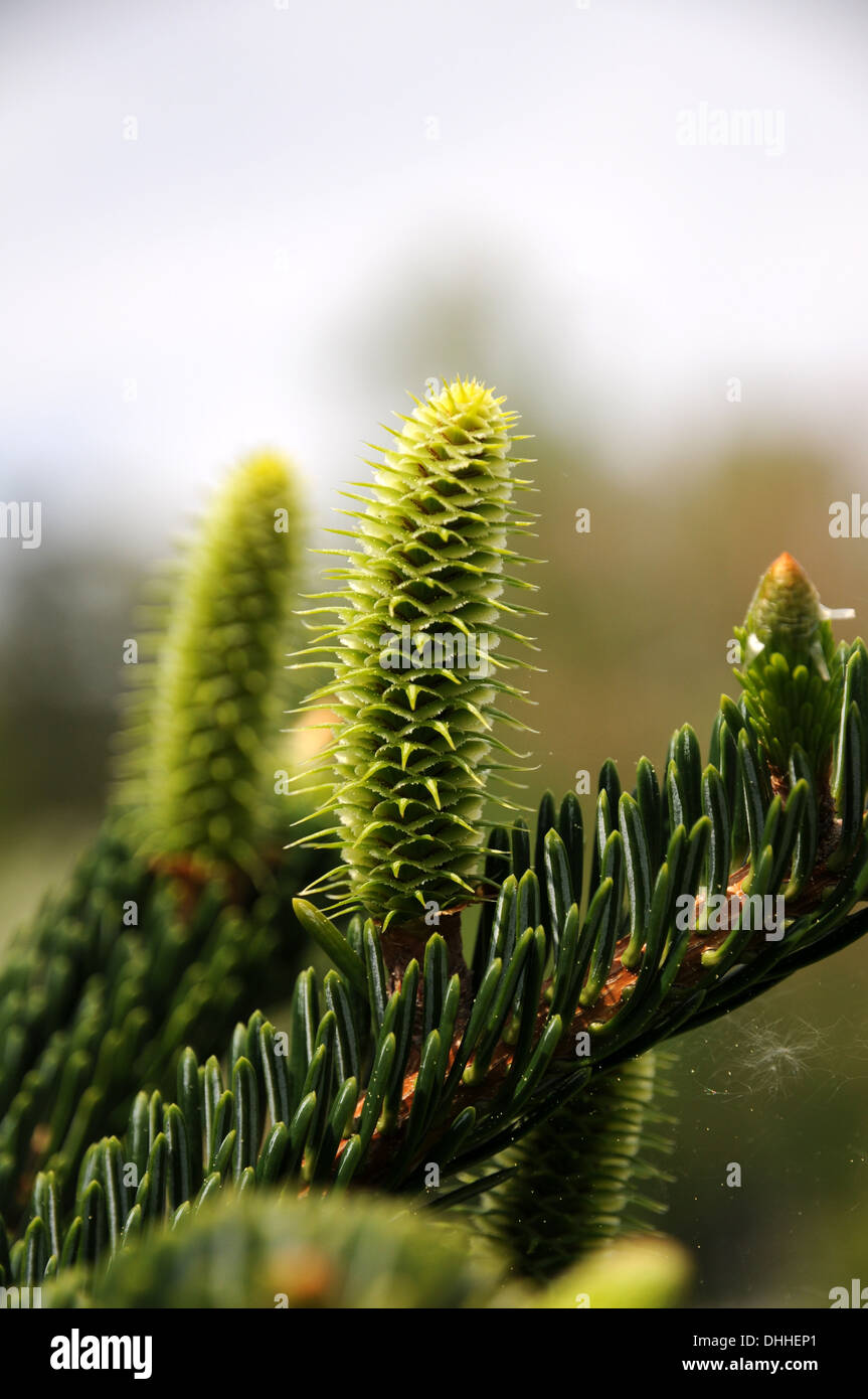 Fir trees greek fir hires stock photography and images Alamy