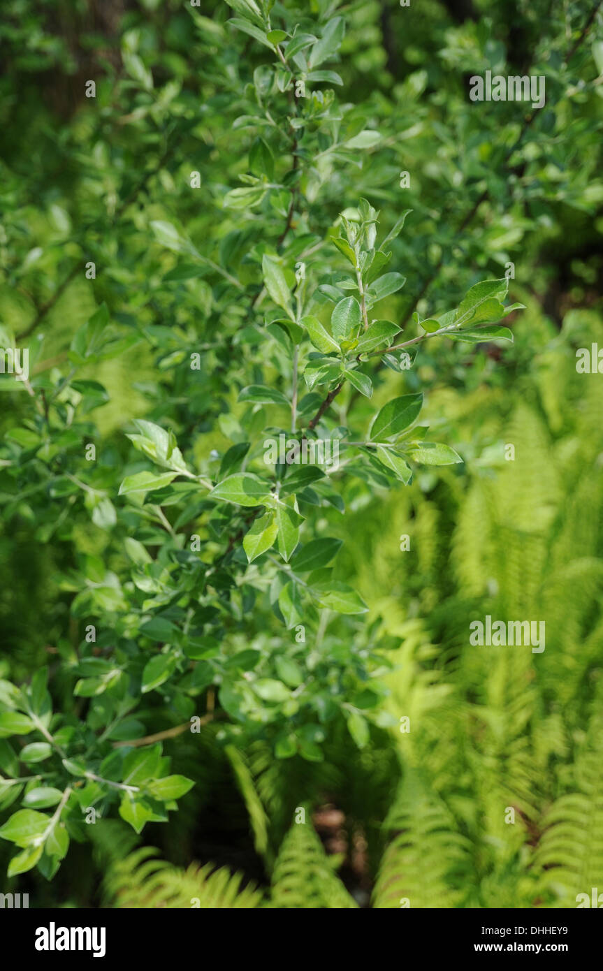 Grey willow Stock Photo