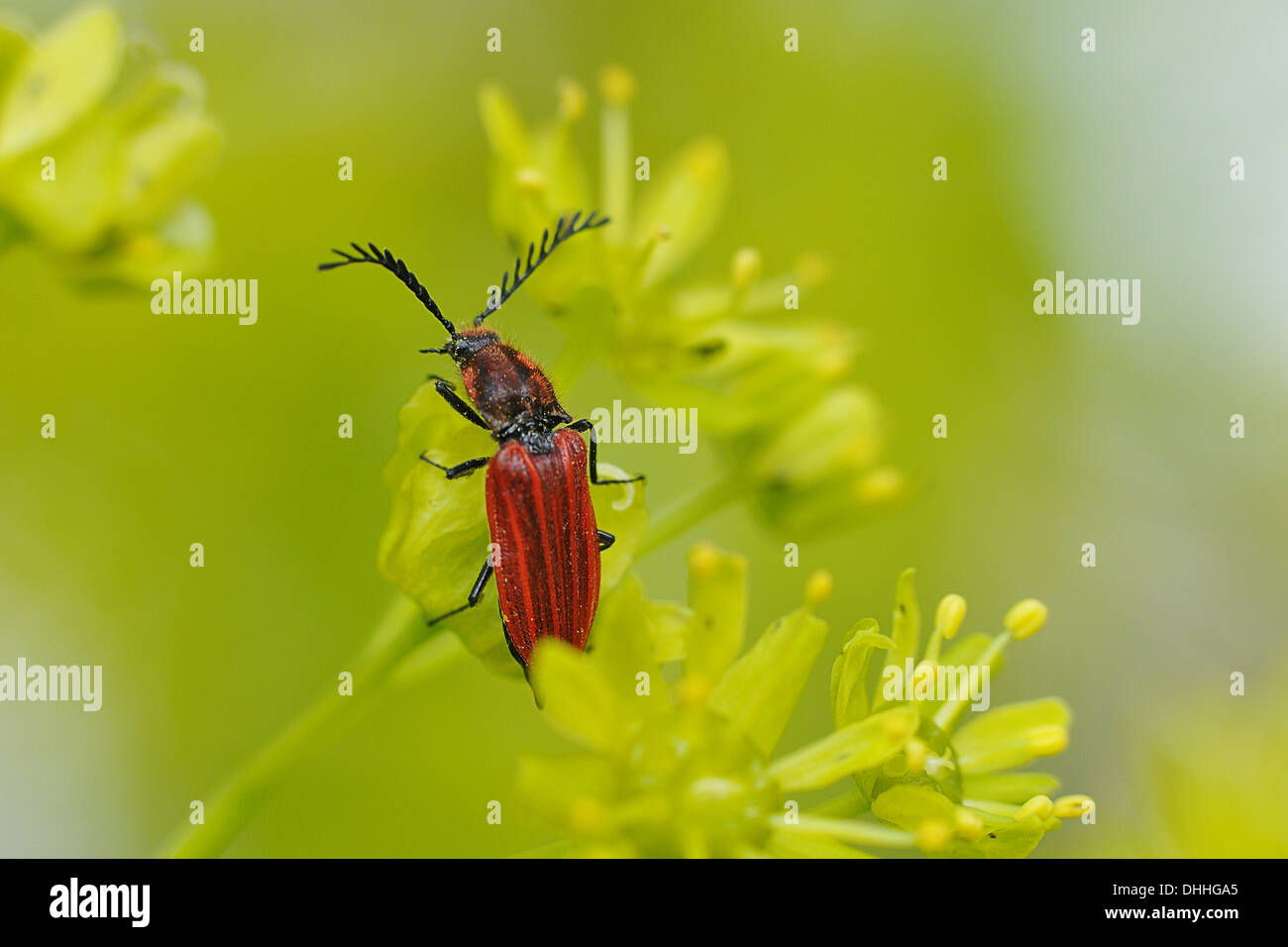 Cardinal beetle Stock Photo