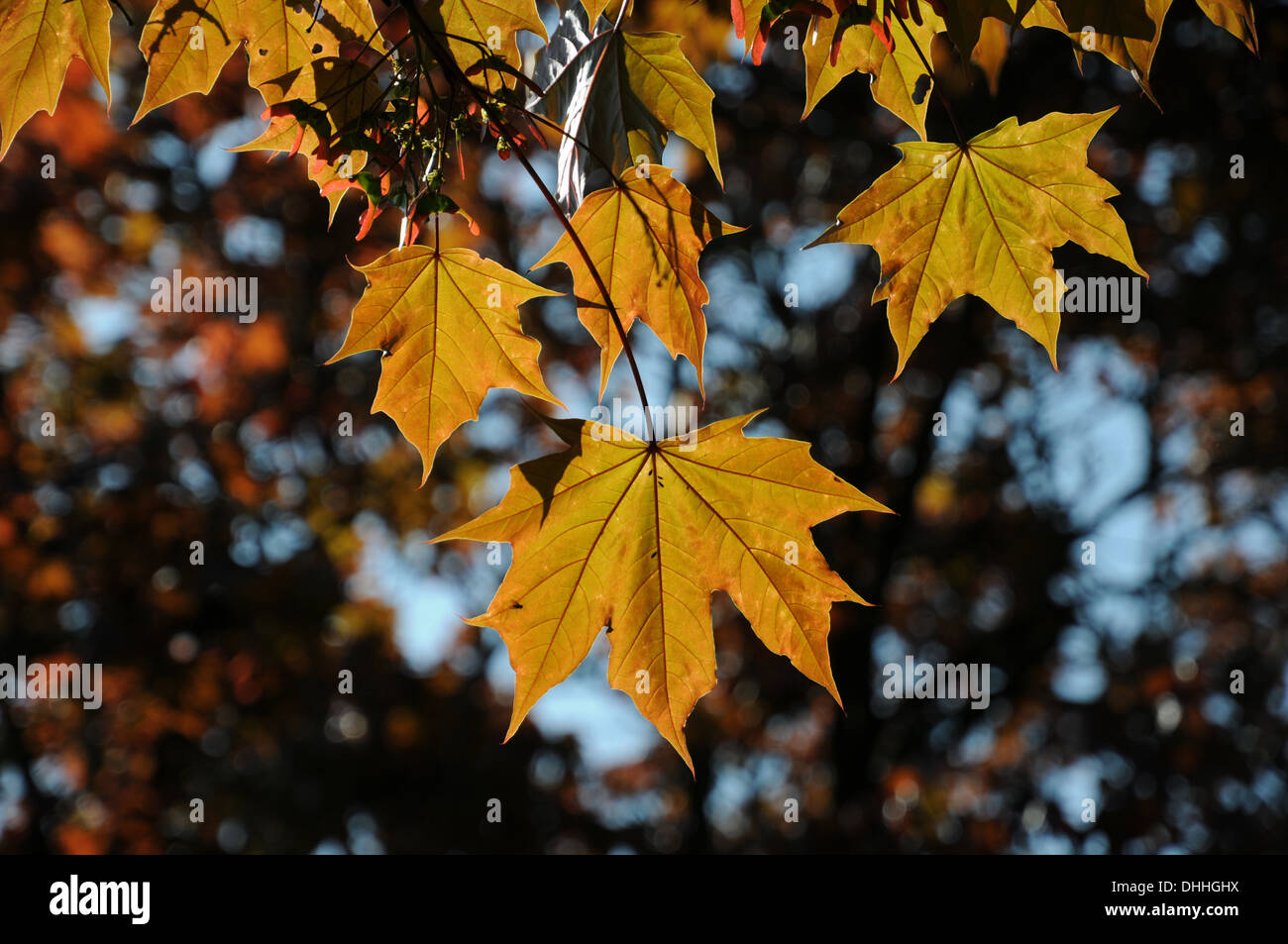 Redleaved Norway Maple Stock Photo