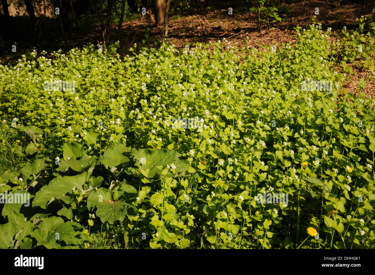 Hedge garlic Stock Photo