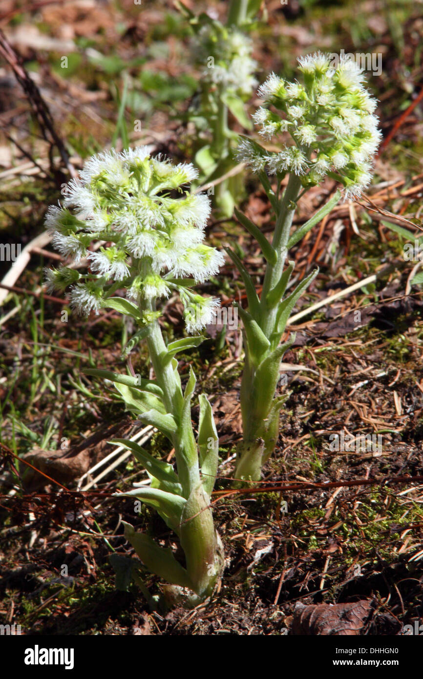 White butterbur, Petasites albus Stock Photo