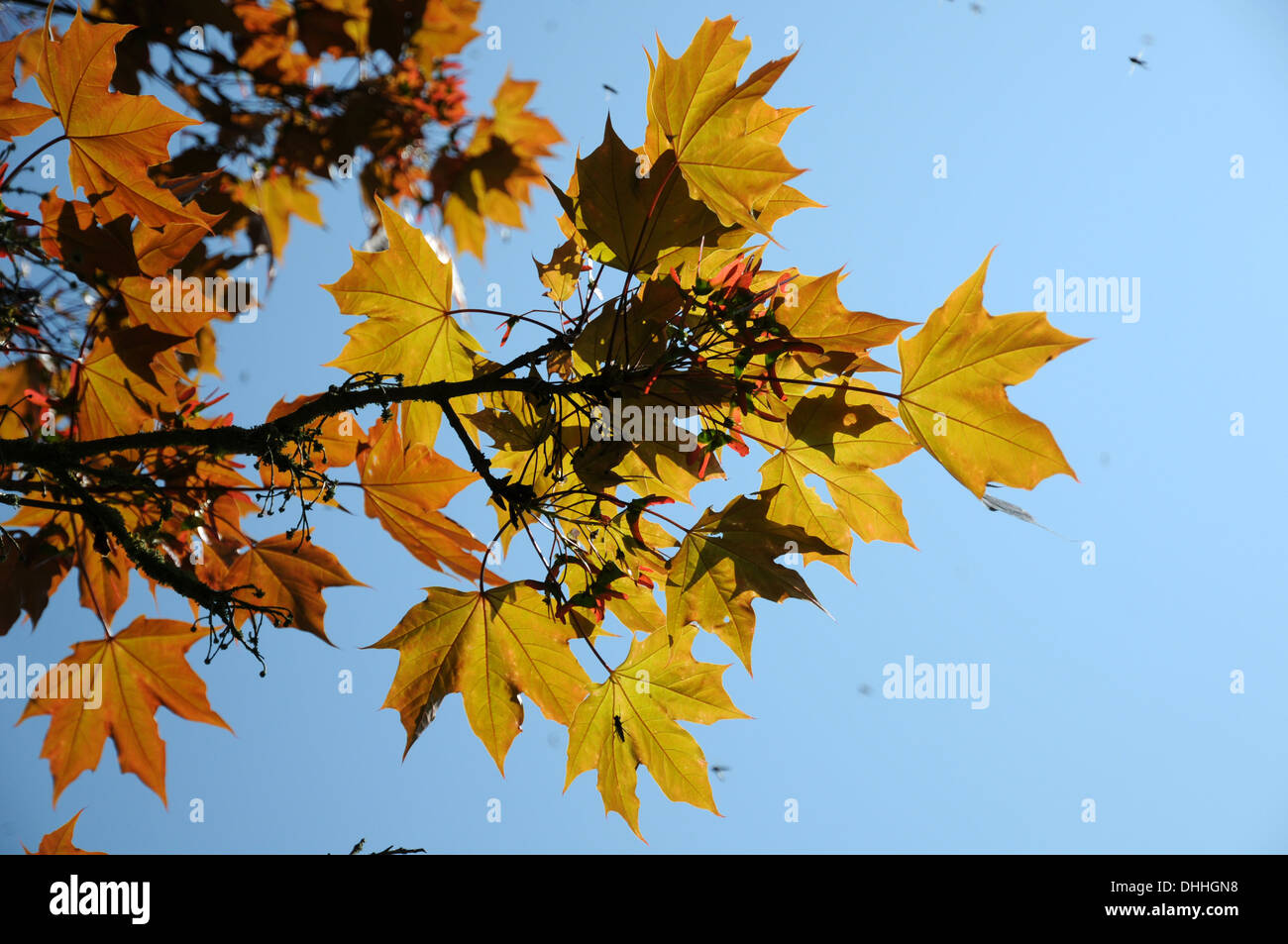 Redleaved norway maple Stock Photo