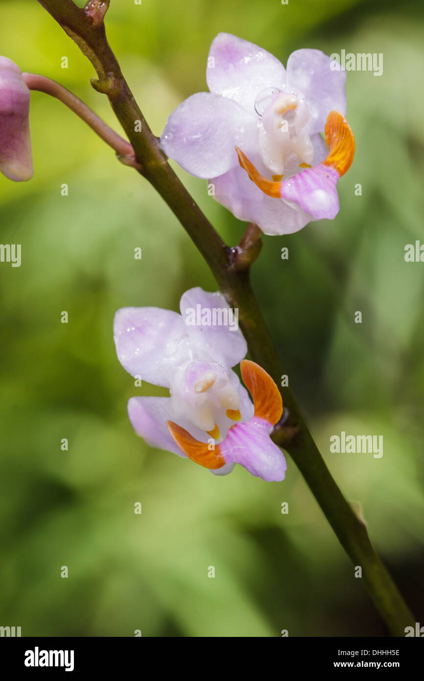 Forest orchid The scientific name :Doritis pulcherrima in rain forest, Thailand Stock Photo