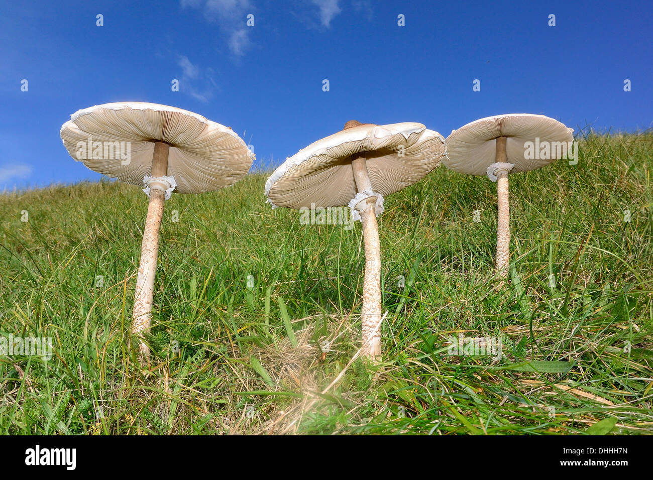 Parasol Mushrooms (Macrolepiota procera), edible mushrooms, Rømø, Denmark Stock Photo