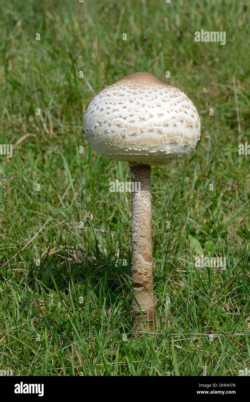 Parasol Mushroom (Macrolepiota procera), edible mushroom, Rømø, Denmark Stock Photo