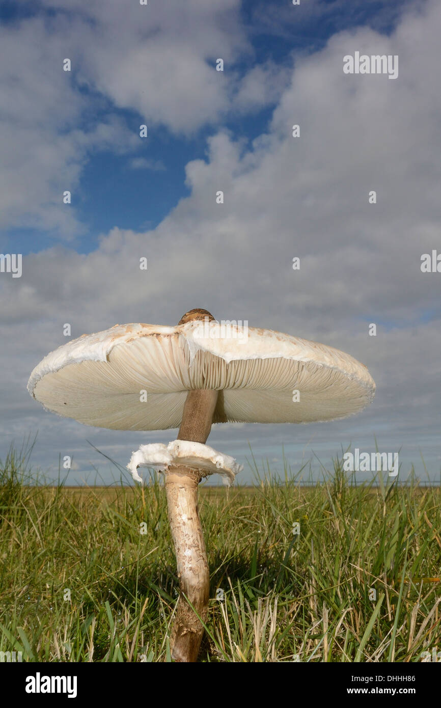 Parasol Mushroom (Macrolepiota procera), edible mushroom, Rømø, Denmark Stock Photo