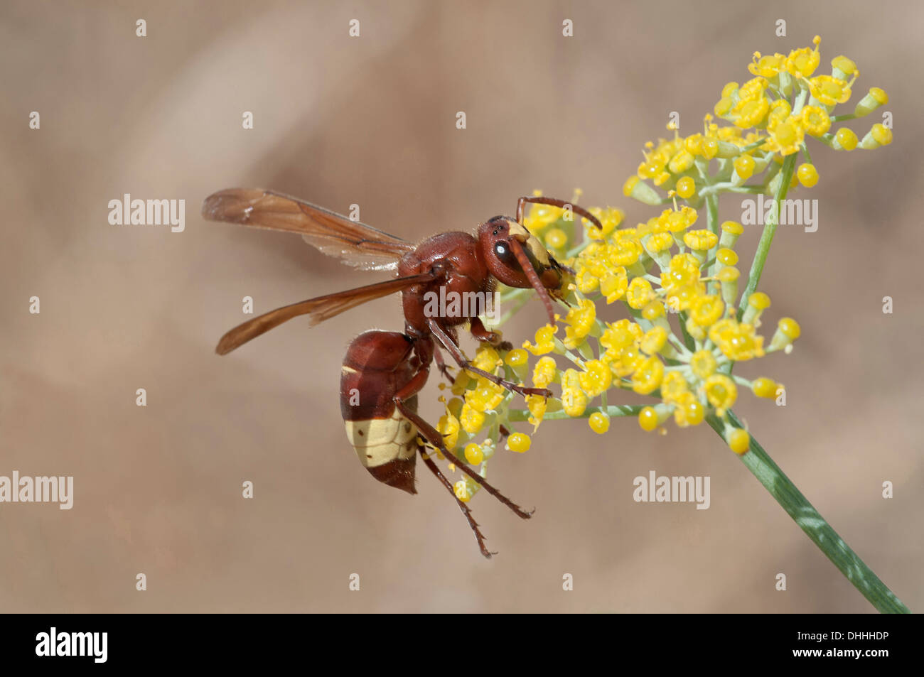 Oriental Hornet (Vespa orientalis) foraging for nectar on a Smyrnium plant (Smyrnium rotundifolium), Rhodos Island, Dodecanese Stock Photo
