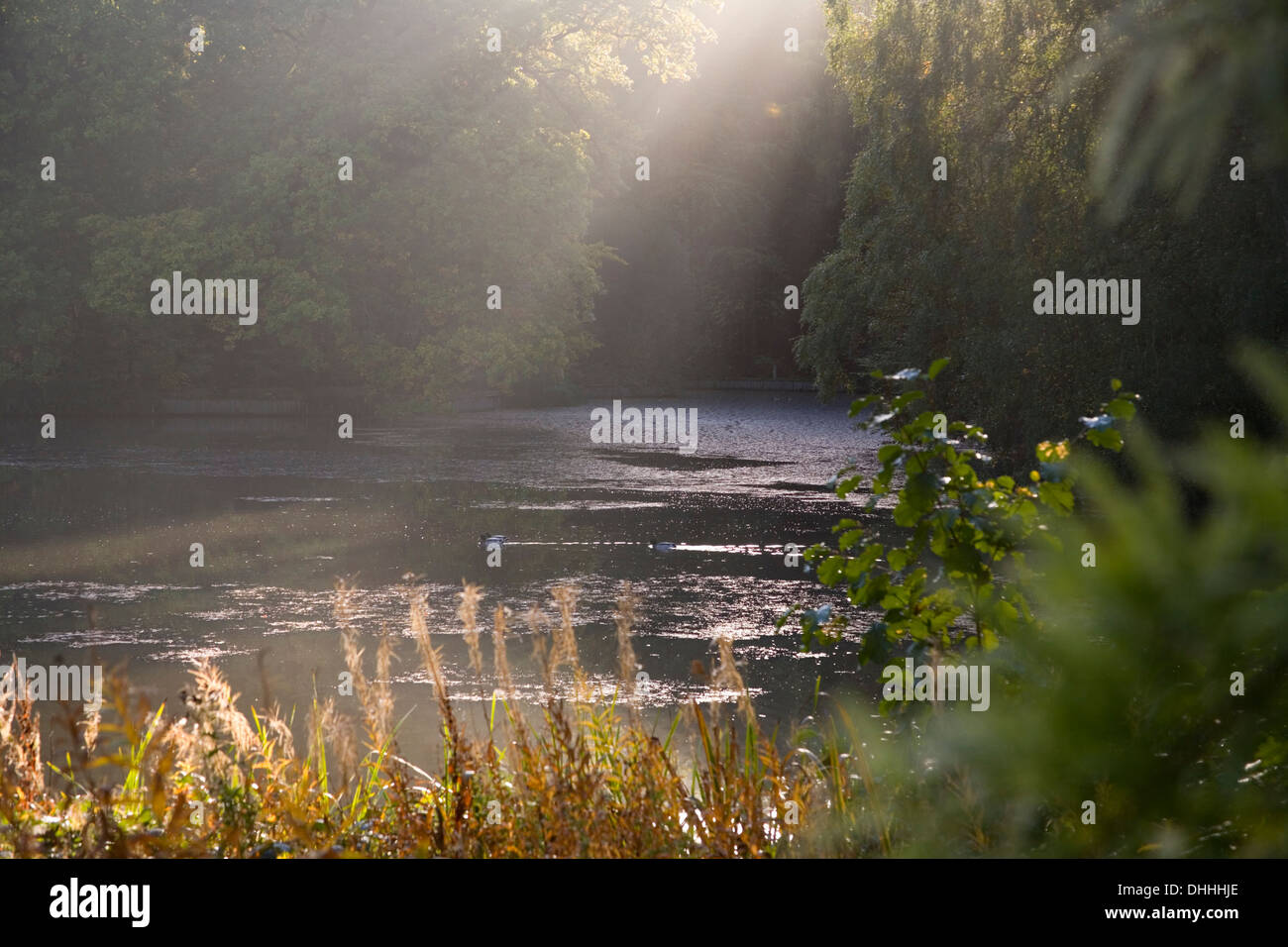 Hemingbrough Pond Pond landscape scene in Autumn on Hampstead Heath Stock Photo - Alamy