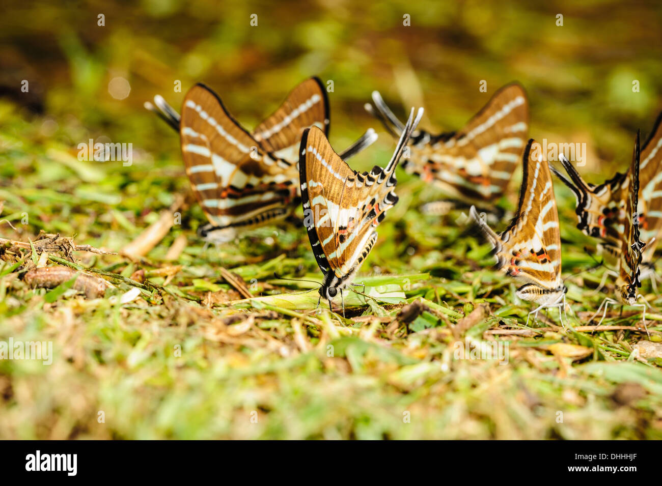 Beautiful butterfly eating salt marsh in forest Stock Photo Alamy